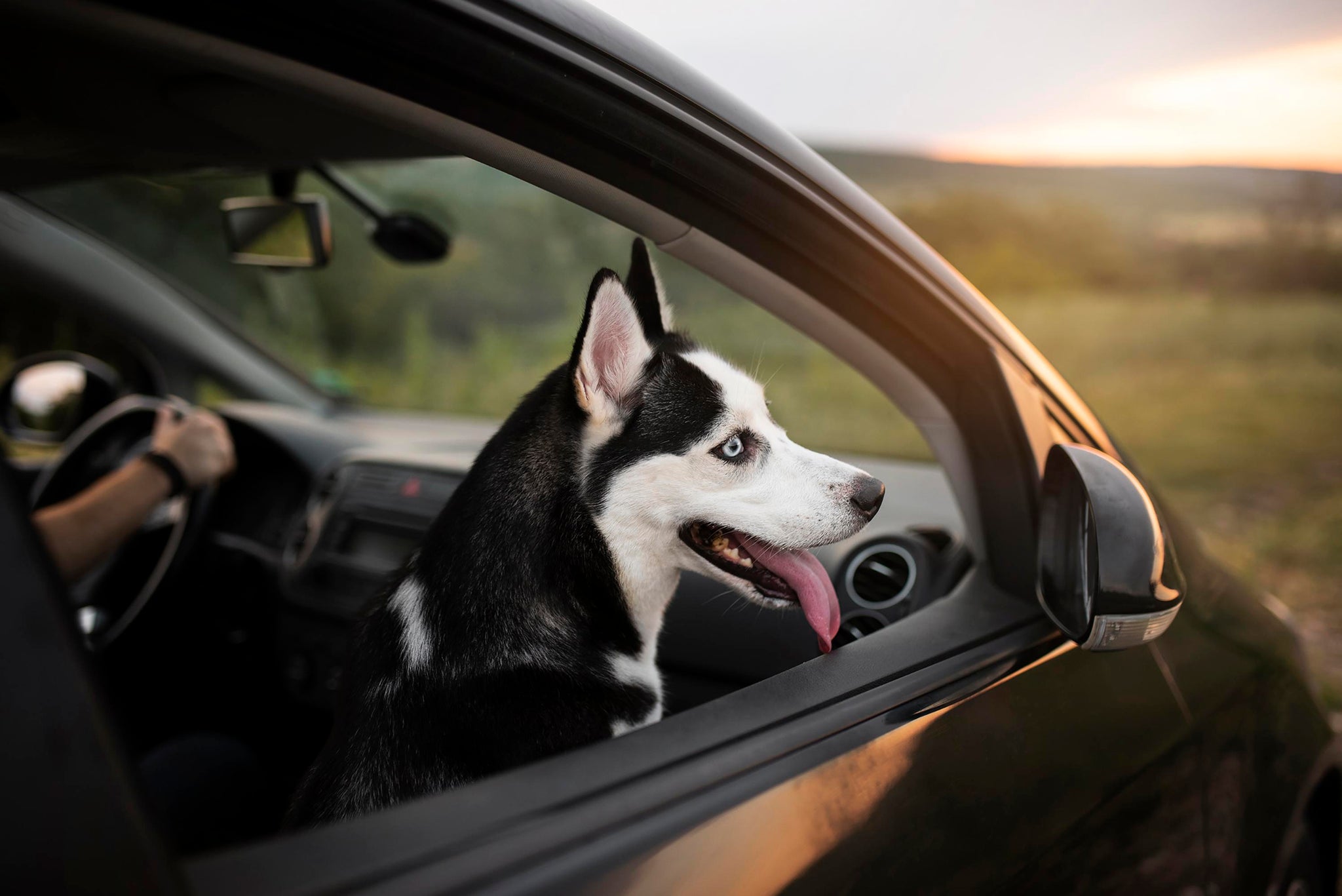 Traveling with Pets? Check Out These Gadgets for Safe and Comfortable Journeys