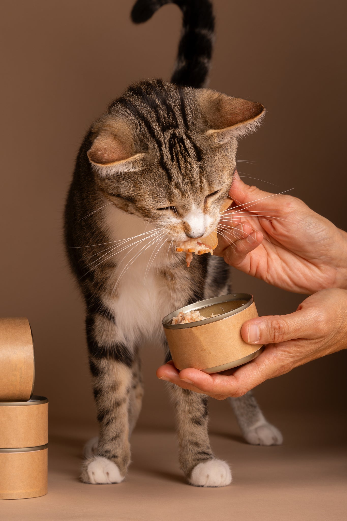 5 Tips on How to Feed Your Cat